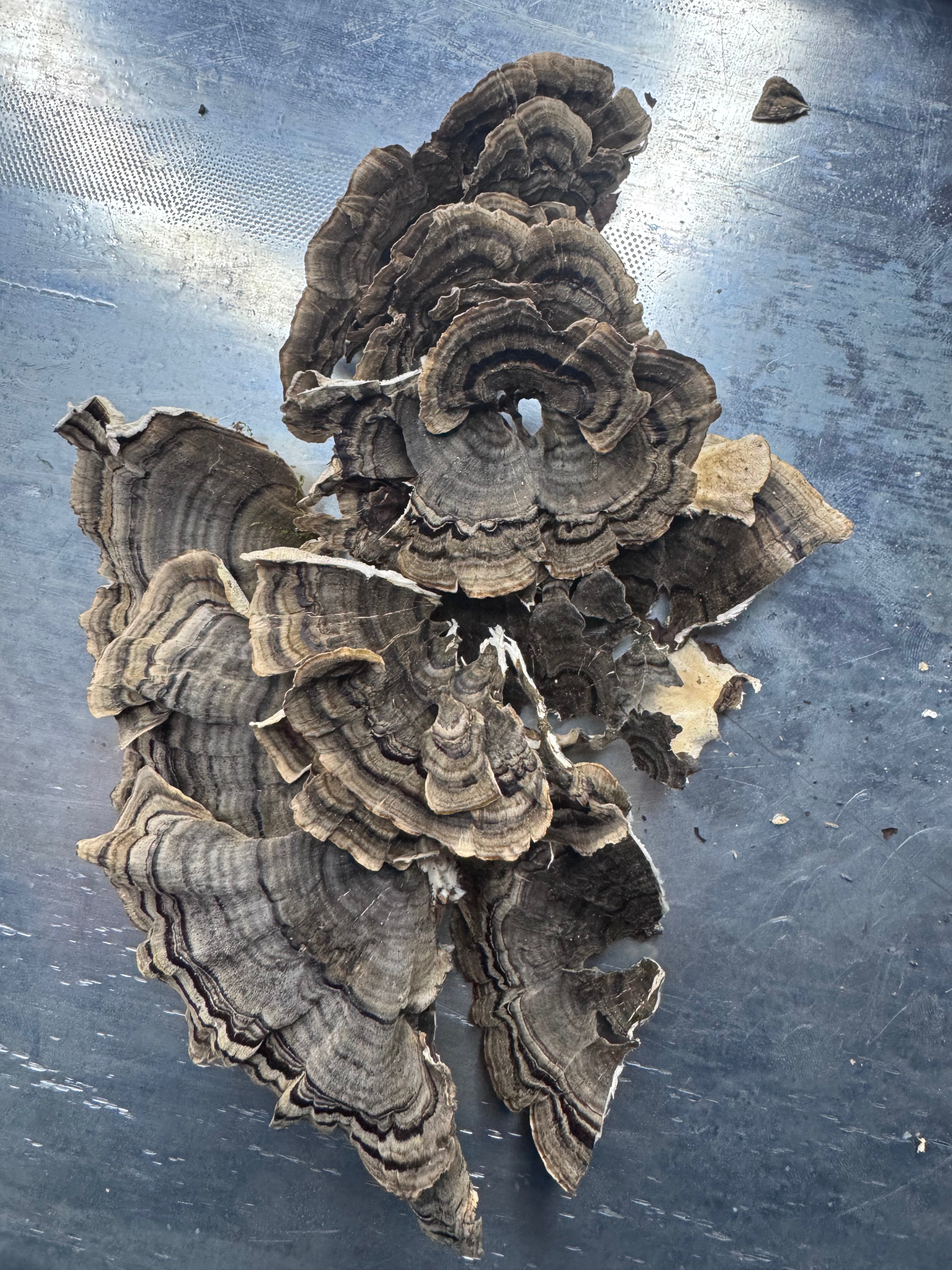 Turkey Tail - Powdered - Pennsylvania Foraged 1oz/28grams